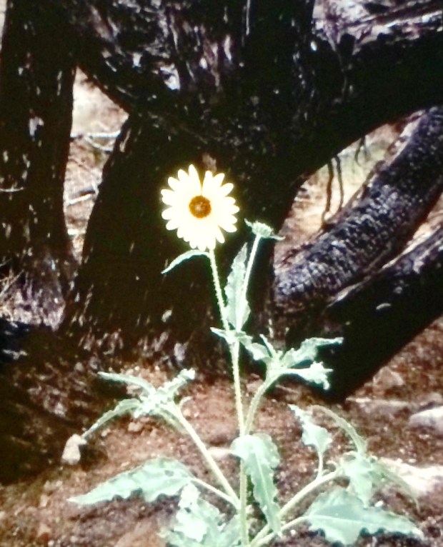 bloomFullSizeRender (17)